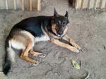 Γερμανικό ποιμενικό german shepherd Πυλαια νομού Θεσσαλονίκης, Μακεδονία Ζώα - Κατοικίδια Πωλούνται (μικρογραφία 3)