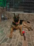 Γερμανικό ποιμενικό german shepherd (μικρογραφία)