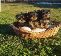 Γιορκσαιρ μινι κ'toy ,εμβολια, με τσιπακι