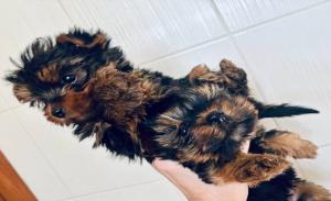 Γιορκσαιρ μινι κ'toy ,εμβολια, με τσιπακι Γιορκσαιρ μινι κ'toy ,εμβολια, με τσιπακι - αγγελίες για Ζώα - Κατοικίδια σε Θεσσαλονίκη - Πωλούνται στο Νομό Θεσσαλονίκης, Μακεδονία - FreeList.gr aggelia 303048 (μικρογραφία 3)