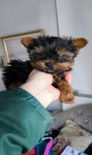 Γιορκσαιρ μινι κ'toy ,εμβολια, με τσιπακι Γιορκσαιρ μινι κ'toy ,εμβολια, με τσιπακι - αγγελίες για Ζώα - Κατοικίδια σε Θεσσαλονίκη - Πωλούνται στο Νομό Θεσσαλονίκης, Μακεδονία - FreeList.gr aggelia 303048 (μικρογραφία 2)