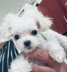 ΜΑΛΤΈΖ μινι κ'toy 580€.(tea cup θηλυκο ως 1κιλο τελικό βάρος ΜΑΛΤΈΖ μινι κ'toy 580€.(tea cup θηλυκο ως 1κιλο τελικό βάρος - αγγελίες για Ζώα - Κατοικίδια σε Θεσσαλονίκη - Πωλούνται στο Νομό Θεσσαλονίκης, Μακεδονία - FreeList.gr aggelia 205379 (μικρογραφία 7)