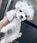 ΜΑΛΤΈΖ μινι-toy-tea cup θηλυκο ως 1κιλο τελικό βαρ.3 εμβόλια (μικρογραφία)