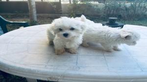 ΜΑΛΤΈΖ μινι κ'toy 600€. (tea cup 1150€ με όλα τα εμβόλια ΜΑΛΤΈΖ μινι κ'toy 600€. (tea cup 1150€ με όλα τα εμβόλια - αγγελίες για Ζώα - Κατοικίδια σε Θεσσαλονίκη - Πωλούνται στο Νομό Θεσσαλονίκης, Μακεδονία - FreeList.gr aggelia 302913 (μικρογραφία 5)