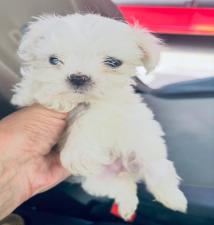 ΜΑΛΤΈΖ μινι κ'toy 600€. (tea cup 1150€ με όλα τα εμβόλια ΜΑΛΤΈΖ μινι κ'toy 600€. (tea cup 1150€ με όλα τα εμβόλια - αγγελίες για Ζώα - Κατοικίδια σε Θεσσαλονίκη - Πωλούνται στο Νομό Θεσσαλονίκης, Μακεδονία - FreeList.gr aggelia 302913 (μικρογραφία 3)