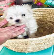 ΜΑΛΤΈΖ μινι κ'toy 600€. (tea cup 1150€ με όλα τα εμβόλια ΜΑΛΤΈΖ μινι κ'toy 600€. (tea cup 1150€ με όλα τα εμβόλια - αγγελίες για Ζώα - Κατοικίδια σε Θεσσαλονίκη - Πωλούνται στο Νομό Θεσσαλονίκης, Μακεδονία - FreeList.gr aggelia 302913 (μικρογραφία 4)