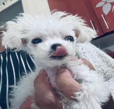 ΜΑΛΤΈΖ μινι κ'toy 600€. (tea cup 1150€ με όλα τα εμβόλια ΜΑΛΤΈΖ μινι κ'toy 600€. (tea cup 1150€ με όλα τα εμβόλια - αγγελίες για Ζώα - Κατοικίδια σε Θεσσαλονίκη - Πωλούνται στο Νομό Θεσσαλονίκης, Μακεδονία - FreeList.gr aggelia 302913 (μικρογραφία 7)