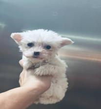 ΜΑΛΤΈΖ μινι κ'toy 600€. (tea cup 1150€ με όλα τα εμβόλια ΜΑΛΤΈΖ μινι κ'toy 600€. (tea cup 1150€ με όλα τα εμβόλια - αγγελίες για Ζώα - Κατοικίδια σε Θεσσαλονίκη - Πωλούνται στο Νομό Θεσσαλονίκης, Μακεδονία - FreeList.gr aggelia 302913 (μικρογραφία 9)