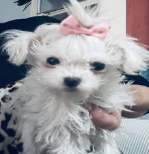 ΜΑΛΤΈΖ μινι κ'toy εχουν τσιπακι(tea cup 1150€ με όλα τα εμβό