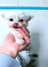 ΜΑΛΤΈΖ μινι κ'toy εχουν τσιπακι(tea cup 1150€ με όλα τα εμβό ΜΑΛΤΈΖ μινι κ'toy εχουν τσιπακι(tea cup 1150€ με όλα τα εμβό - αγγελίες για Ζώα - Κατοικίδια σε Θεσσαλονίκη - Πωλούνται στο Νομό Θεσσαλονίκης, Μακεδονία - FreeList.gr aggelia 303046 (μικρογραφία 3)