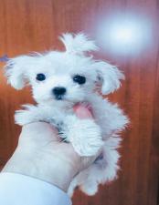 ΜΑΛΤΈΖ μινι κ'toy εχουν τσιπακι(tea cup 1150€ με όλα τα εμβό ΜΑΛΤΈΖ μινι κ'toy εχουν τσιπακι(tea cup 1150€ με όλα τα εμβό - αγγελίες για Ζώα - Κατοικίδια σε Θεσσαλονίκη - Πωλούνται στο Νομό Θεσσαλονίκης, Μακεδονία - FreeList.gr aggelia 303046 (μικρογραφία 2)