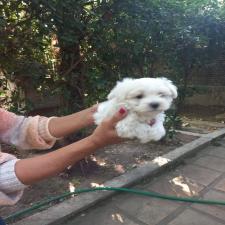 ΜΑΛΤΈΖ μινι κ'toy εχουν τσιπακι(tea cup 1150€ με όλα τα εμβό ΜΑΛΤΈΖ μινι κ'toy εχουν τσιπακι(tea cup 1150€ με όλα τα εμβό - αγγελίες για Ζώα - Κατοικίδια σε Θεσσαλονίκη - Πωλούνται στο Νομό Θεσσαλονίκης, Μακεδονία - FreeList.gr aggelia 303046 (μικρογραφία 6)