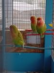 Παπαγαλάκια love birds Ιωάννινα νομού Ιωαννίνων, Ήπειρος Ζώα - Κατοικίδια Πωλούνται (μικρογραφία 2)