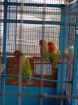 Παπαγαλάκια love birds Ιωάννινα νομού Ιωαννίνων, Ήπειρος Ζώα - Κατοικίδια Πωλούνται (μικρογραφία 3)