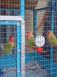 Παπαγαλάκια love birds Ιωάννινα νομού Ιωαννίνων, Ήπειρος Ζώα - Κατοικίδια Πωλούνται (μικρογραφία 4)