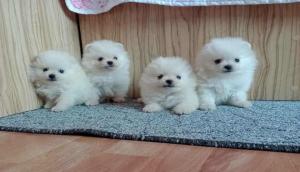 Πομεράνιαν Boo, Ελληνικής εκτροφης