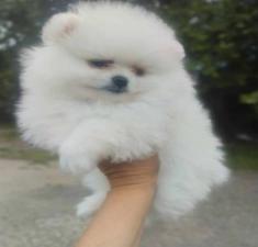 Πομεράνιαν Boo, Ελληνικής εκτροφης Πομεράνιαν Boo, Ελληνικής εκτροφης - αγγελίες για Ζώα - Κατοικίδια σε Θεσσαλονίκη - Πωλούνται στο Νομό Θεσσαλονίκης, Μακεδονία - FreeList.gr aggelia 302941 (μικρογραφία 2)