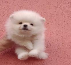 Πομεράνιαν Boo, Ελληνικής εκτροφης Πομεράνιαν Boo, Ελληνικής εκτροφης - αγγελίες για Ζώα - Κατοικίδια σε Θεσσαλονίκη - Πωλούνται στο Νομό Θεσσαλονίκης, Μακεδονία - FreeList.gr aggelia 302941 (μικρογραφία 3)