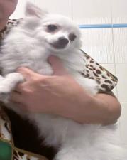 Σπιτς Πομεράνιαν θηλυκο  ως 3,5κιλα, 3 εμβολια,