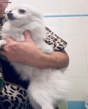 Σπιτς Πομεράνιαν θηλυκο  ως 3,5κιλα, 3 εμβολια, Σπιτς Πομεράνιαν θηλυκο  ως 3,5κιλα, 3 εμβολια, - αγγελίες για Ζώα - Κατοικίδια σε Θεσσαλονίκη - Πωλούνται στο Νομό Θεσσαλονίκης, Μακεδονία - FreeList.gr aggelia 206682 (μικρογραφία 2)