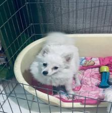 Σπιτς Πομεράνιαν θηλυκο  ως 3,5κιλα, 3 εμβολια,