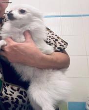 Σπιτς Πομεράνιαν θηλυκο ως 3 κιλα Σπιτς Πομεράνιαν θηλυκο ως 3 κιλα - αγγελίες για Ζώα - Κατοικίδια σε Θεσσαλονίκη - Πωλούνται στο Νομό Θεσσαλονίκης, Μακεδονία - FreeList.gr aggelia 302915 (μικρογραφία 2)