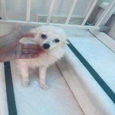 Σπιτς Πομεράνιαν θηλυκο ως 2,5 κιλα