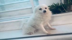 Σπιτς Πομεράνιαν θηλυκο ως 2,5 κιλα Σπιτς Πομεράνιαν θηλυκο ως 2,5 κιλα - αγγελίες για Ζώα - Κατοικίδια σε Θεσσαλονίκη - Πωλούνται στο Νομό Θεσσαλονίκης, Μακεδονία - FreeList.gr aggelia 302915 (μικρογραφία 2)