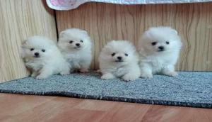 Σπίτς πομεράνιαν θηλυκο ως 2,5 κιλά,3 εμβόλια κ'Πομεράνιαν B Σπίτς πομεράνιαν θηλυκο ως 2,5 κιλά,3 εμβόλια κ'Πομεράνιαν B - αγγελίες για Ζώα - Κατοικίδια σε Θεσσαλονίκη - Πωλούνται στο Νομό Θεσσαλονίκης, Μακεδονία - FreeList.gr aggelia 303045 (μικρογραφία 3)