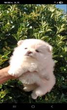 Σπίτς πομεράνιαν θηλυκο ως 2,5 κιλά,3 εμβόλια κ'Πομεράνιαν B Σπίτς πομεράνιαν θηλυκο ως 2,5 κιλά,3 εμβόλια κ'Πομεράνιαν B - αγγελίες για Ζώα - Κατοικίδια σε Θεσσαλονίκη - Πωλούνται στο Νομό Θεσσαλονίκης, Μακεδονία - FreeList.gr aggelia 303045 (μικρογραφία 2)