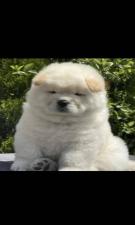 Τσοου τσοου