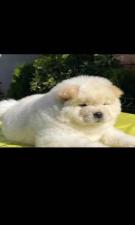 Τσοου τσοου Τσοου τσοου - αγγελίες για Ζώα - Κατοικίδια σε Πυλαια - Πωλούνται στο Νομό Θεσσαλονίκης, Μακεδονία - FreeList.gr aggelia 302777 (μικρογραφία 2)