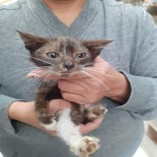 Χαριζεται πανεμορφος μωρο γατουλης Χαριζεται πανεμορφος μωρο γατουλης - αγγελίες για Ζώα - Κατοικίδια σε Γαλατσι - Πωλούνται στο Νομό Αττικής - Αθηνών, Αττική - FreeList.gr aggelia 302928 (μικρογραφία 2)