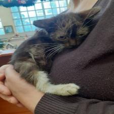 Χαριζεται πανεμορφος μωρο γατουλης