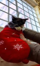 Χαριζεται πανεμορφος μωρο γατουλης Χαριζεται πανεμορφος μωρο γατουλης - αγγελίες για Ζώα - Κατοικίδια σε Γαλατσι - Πωλούνται στο Νομό Αττικής - Αθηνών, Αττική - FreeList.gr aggelia 302928 (μικρογραφία 4)