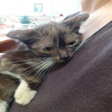 Χαριζεται πανεμορφος μωρο γατουλης Χαριζεται πανεμορφος μωρο γατουλης - αγγελίες για Ζώα - Κατοικίδια σε Γαλατσι - Πωλούνται στο Νομό Αττικής - Αθηνών, Αττική - FreeList.gr aggelia 302928 (μικρογραφία 3)