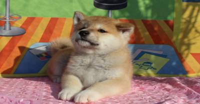 Akita inu puppy - Ακίτα ινου κουτάβι
