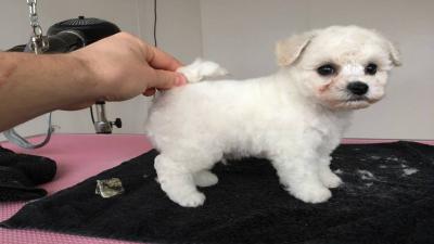 Bichon frise puppy - Μπισον φριζε κουτάβι