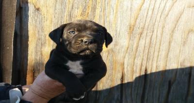 Cane corso puppy - Κάνε Κόρσο κουτάβι
