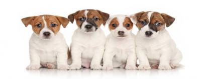 Jack russell puppy - Τζακ ρασελ κουτάβι