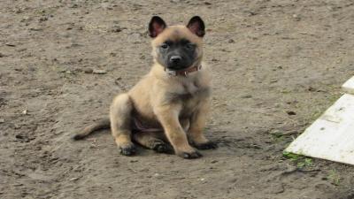 Malinois puppy - Μαλινουά κουτάβι