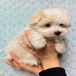 Maltipoo puppy -Μαλτιπού κουτάβι