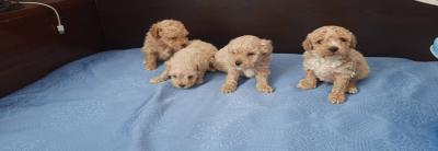 Maltipoo puppy - Μαλτιπου κουτάβι