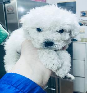 POODLE κανις toy κοκκινα,2 εμβόλια - (μικρογραφία 4)