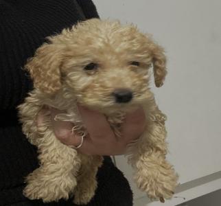 POODLE κανις toy κοκκινα,2 εμβόλια - (μικρογραφία 3)
