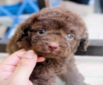 POODLE κανις toy κοκκινα,2 εμβόλια - (μικρογραφία 6)