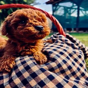 POODLE κανις toy κοκκινα,2 εμβόλια - (μικρογραφία 2)