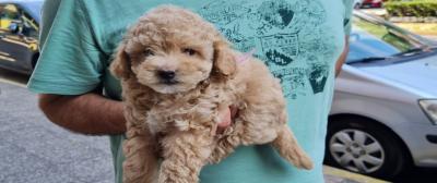 Poodle mini -Κανίς μίνι