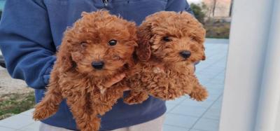 Poodle mini size - Πουντλ μίνι μέγεθος