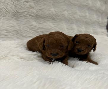 Poodle toy ελληνικης εκτροφης με πειντιγκρι - (μικρογραφία 4)